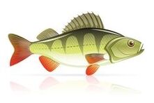 海鲜治疗胰腺炎